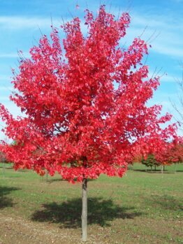 A vibrant red Acer 'Autumn Red/October Glory' Maple 6" Pot stands against a clear blue sky in an open park area.