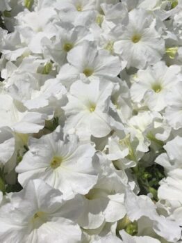 A close-up of abundant Petunia 'White' 8" Pot in full bloom, beautifully arranged.