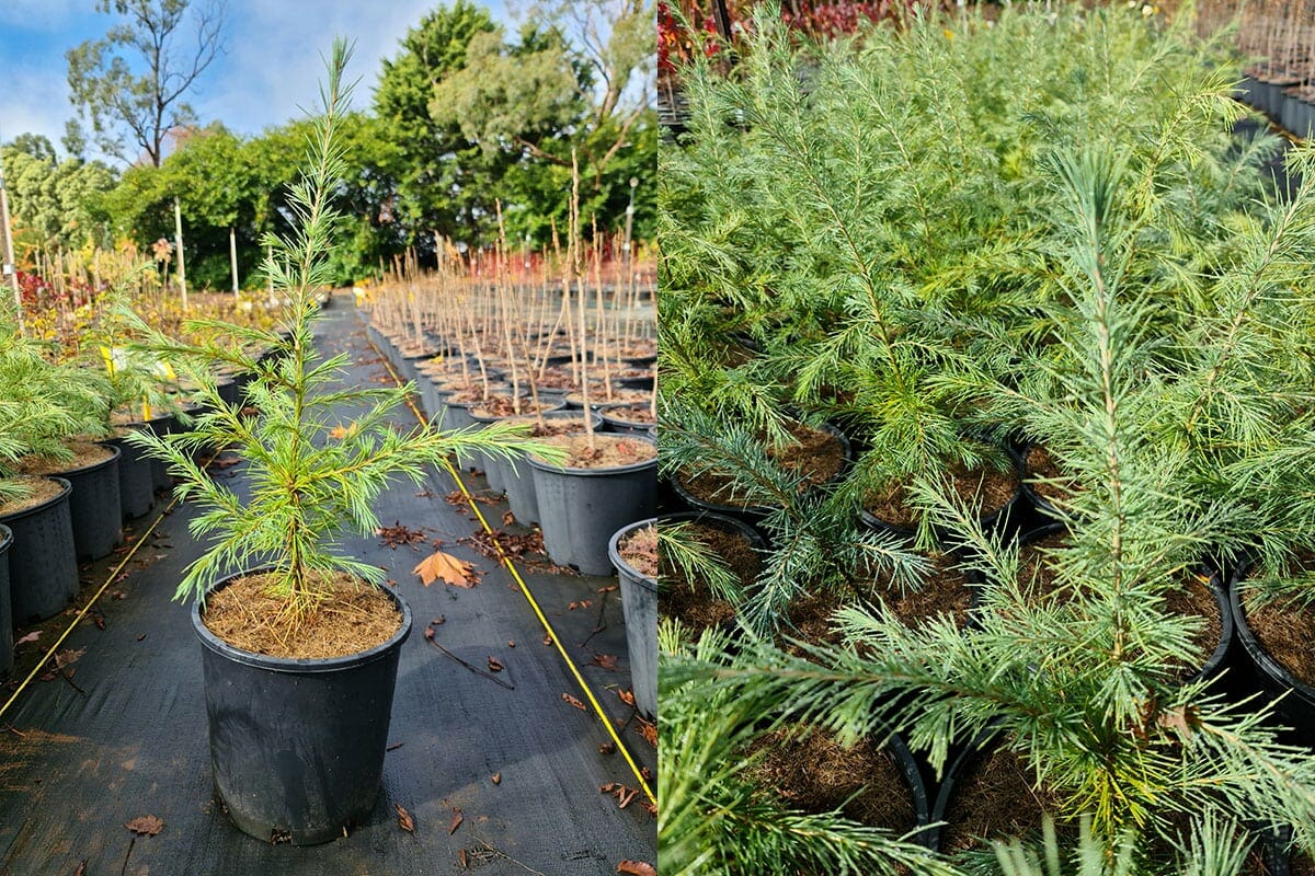 Cedrus 'Himalayan Cedar' Tree 8" Pot - Image 5