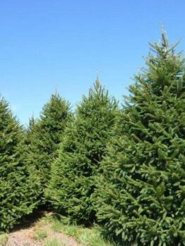 Under a clear blue sky, the captivating evergreen beauty of several Picea 'Norway Spruce' trees in 8" pots stands tall with dense foliage.