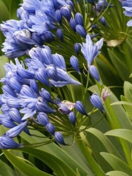 Agapanthus 'Double Delight'