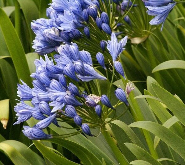 Agapanthus 'Double Delight'