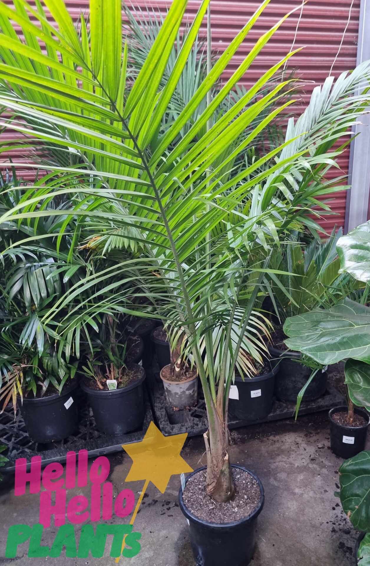 Ravenea 'Majestic Palm' 12" Pot - Image 5