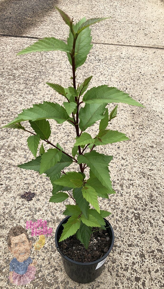 Hello hello plants Alnus 'Evergreen Alder' 6inch