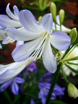A close up of an Agapanthus 'Silver Baby' 6" Pot flower in a garden.