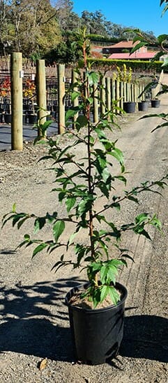 Alnus 'Evergreen Alder' 6" Pot - Image 7