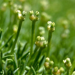 Close-up of Scleranthus biflorus 'Lime Lava', showing several green, budded stems with narrow leaves against a softly blurred green backdrop.