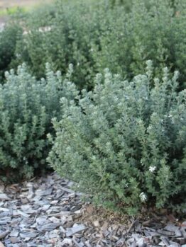 A group of Westringia fruticosa 'Grey Box™' 6" Pot plants in a garden with rocks.