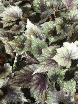 A bunch of Begonia 'Rex' 5" Pot with purple and green leaves in pots.