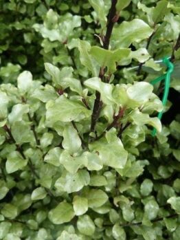 Pittosporum Screen Master