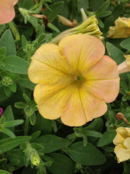Petunia "Indian Summer"