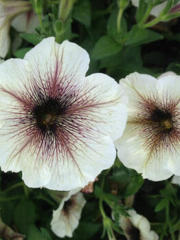 Petunia "Cappuccino Cream"
