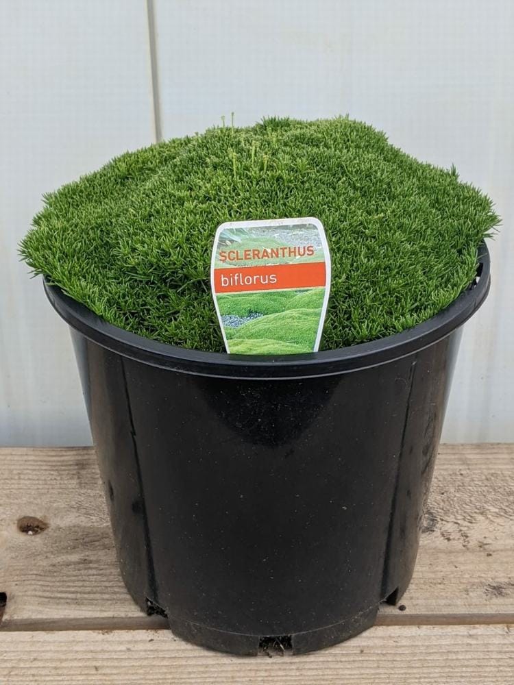 A Scleranthus biflorus 'Lime Lava' 8" Pot with dense green moss and a plant label sits on a wooden surface.