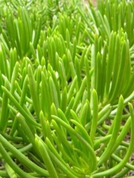 Lush green Senecio 'Lime Chalkstick' succulent plants, with slender, elongated leaves growing in a garden bed.