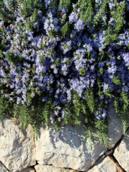 Rosmarinus 'Prostrate' Rosemary