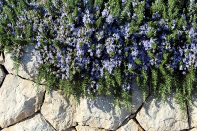 Rosmarinus 'Prostrate' Rosemary