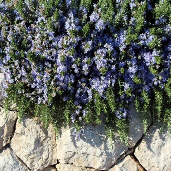 Rosmarinus 'Prostrate' Rosemary 4" Pot