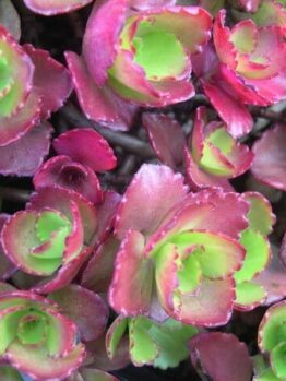 Close-up of green and red Phedimus Ruby Mantle 6" Pot succulent.