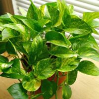Potted Epipremnum 'Devil's Ivy' 3" Pot by a window with blinds.