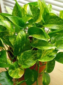 Potted Epipremnum 'Devil's Ivy' 3" Pot by a window with blinds.