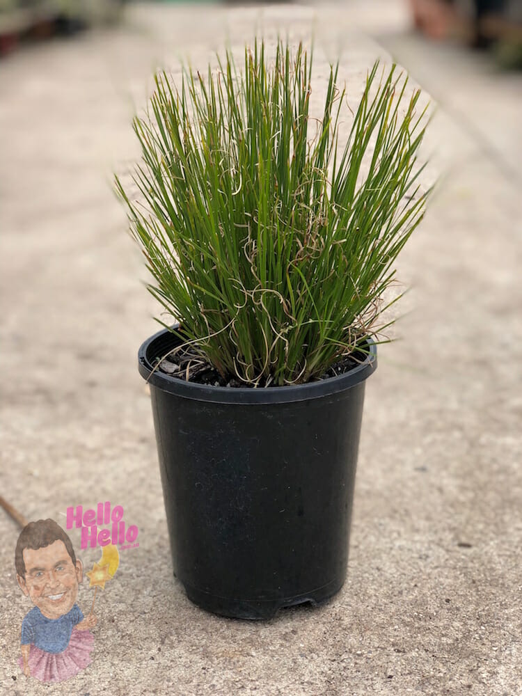 Lomandra Lime Divine 6" Pot