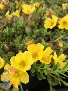 Portulaca "Sun Jewels"