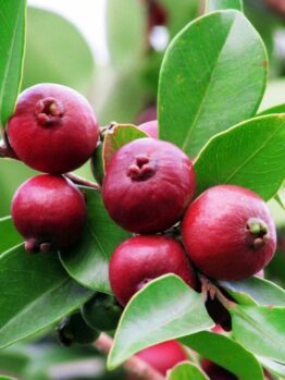 Close-up of ripe Psidium 'Strawberry/Cherry Guava' 10" Pot berries with green leaves.