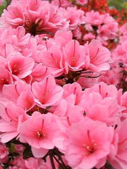 Cluster of bright pink Azalea kurume 'Kirin' 8" Pot flowers in bloom.
