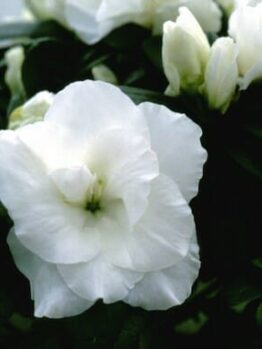 Azalea 'Aline' 7" Pot blossoms with green leaves in a 7" pot.