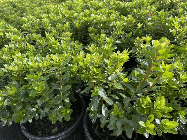 Azalea kurume 'Kirin' 8" Pot - Image 2