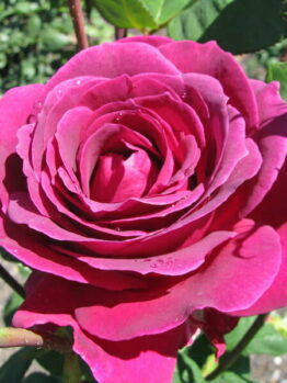 A vibrant Rose 'Big Purple' 2ft Standard in full bloom with dewdrops on its petals.