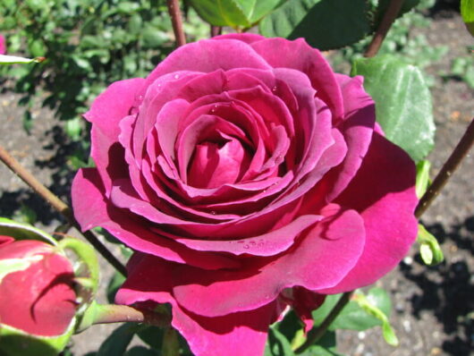 A vibrant Rose 'Big Purple' 2ft Standard in full bloom with dewdrops on its petals.