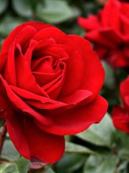 Close-up of vibrant red blooms on a Rose 'Gallipoli' 2ft Standard, set against a lush green leafy background.