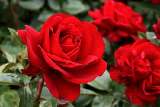 Close-up of vibrant red blooms on a Rose 'Gallipoli' 2ft Standard, set against a lush green leafy background.