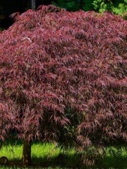 An Acer 'Inaba Shidare' Japanese Maple with dense, reddish-purple foliage stands in a sunlit garden.