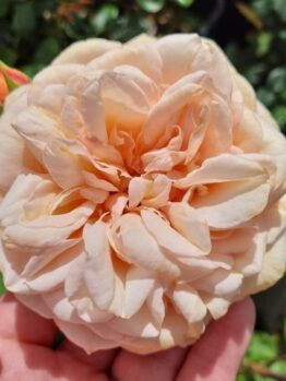 A hand holds a large, fully bloomed peach Rose 'Leander' (David Austin) in bush form, with layered petals; other rosebuds and green leaves are visible in the background.