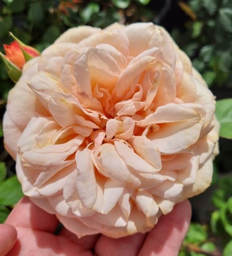 A hand holds a large, fully bloomed peach Rose 'Leander' (David Austin) in bush form, with layered petals; other rosebuds and green leaves are visible in the background.