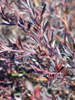 A close-up of purple-tinged Leptospermum 'Starry Night' Tea Tree leaves on slender branches in a 10" pot.