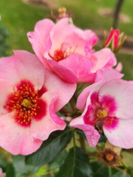 Rosa floribunda Bright as a Button. Three multicoloured pink roses growing together in garden bed