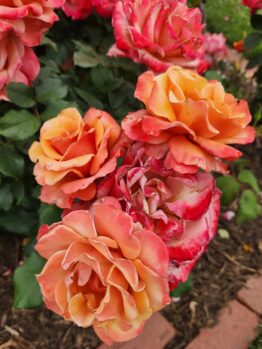 A bunch of orange, pink and red flowers growing together in a garden bed Rosa floribunda Tuscan Sun Multicoloured Rose