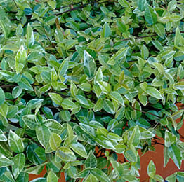 Lush green Trachelospermum 'Shooting Star™' Jasmine shrubbery with variegated leaves growing in a 6" orange planter, viewed from above.