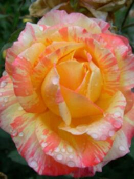 Close-up of a 'Tropical Sunset' rose with yellow, pink, and orange petals, capturing the vivid beauty of a 2ft Standard bloom adorned with water droplets.