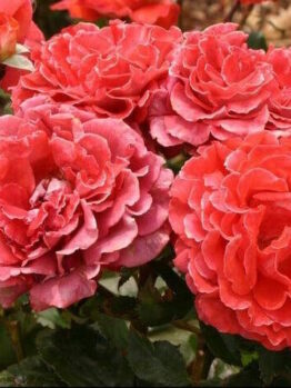 A cluster of vibrant red Rose 'Victoriana' Bush Form in full bloom.