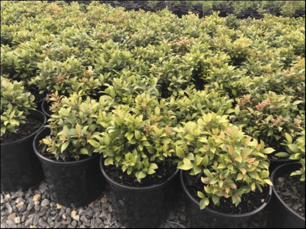 Acmena 'Allyn Magic' Lilly Pilly 8" Pots are displayed outdoors on gravel, showing healthy leaves and fresh new growth.