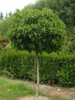 A well-trimmed, round canopy perennial hibiscus tree standing in front of a hedge.