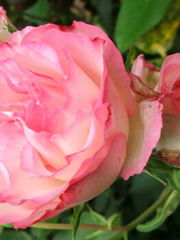 Rose 'Strawberry Ice' 2ft Standard in bloom against a green foliage background.