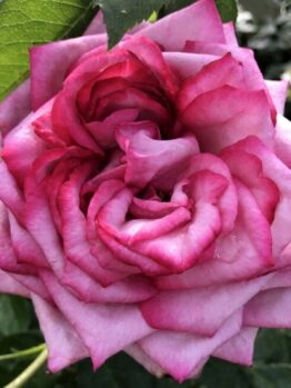 A close-up of a Rose 'Wedding Bells' Bush Form with layers of petals.