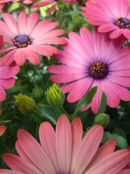 A close-up of vibrant pink Osteospermum 'Serenity™ Rose Magic' African Daisy flowers, also known as African daisies, with some buds about to bloom in a 6" pot.