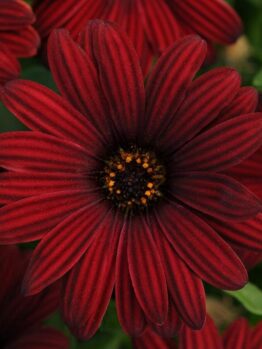 A close-up of an Osteospermum 'Serenity™ Red' African Daisy in a 6" pot, with a dark center surrounded by lush green foliage.