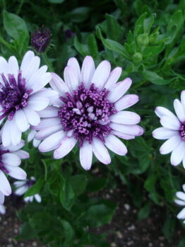 A cluster of Osteospermum '3D Blueberry' African Daisy 6" Pot flowers amidst green foliage.